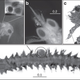 Marine crustaceans and worms with pollen grains attached to their bodies and in their digestive tracts. Image: van Tussenbroek et al. 2016